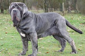 Собака Мастино неаполитано