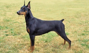 Доберман девочка