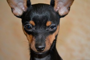 Гладкошерстный той-терьер