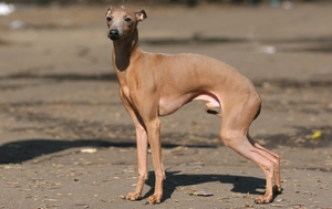 Гладкошерстная Левретка