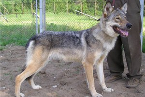 Пес Волкособ