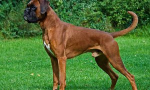 Немецкий боксёр на поляне