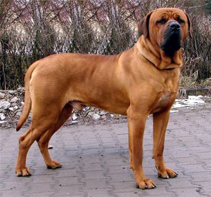 Тоса-ину - боевая собака