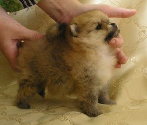 Как ухаживать за шпицами