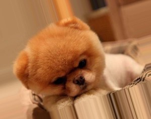 Как чистить ушки шпицам