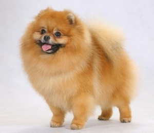 Как ухаживать за шерстью