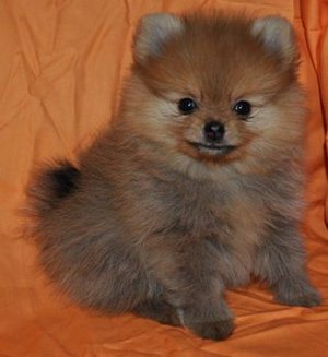 Как щенка приучить к лотку