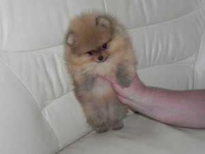 Особенности ухода за шпицем