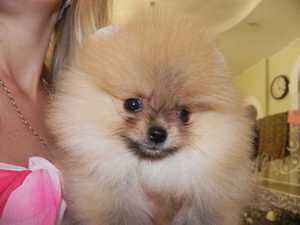 Как выбрать щенка шпица