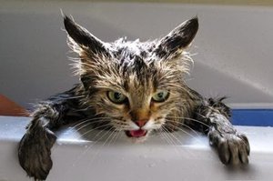 Купание кошек: особенности процедуры