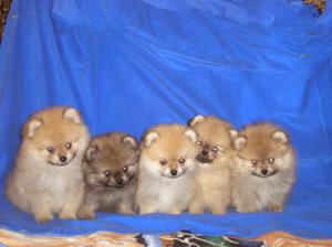 Питание шпица