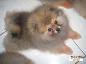 Уход за померанским шпицем: особенности содержания и советы