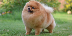 Паразиты и болезни шпицнв