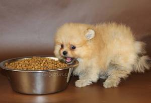 Питание шпица