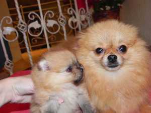 Как ухаживать за шпицем