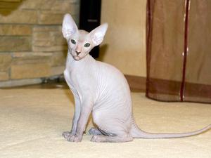 Петербургский сфинкс: описание и характеристика Петерболдов