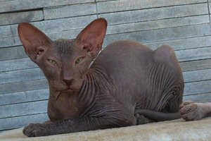 Петербургский сфинкс: порода кошек Петерболд — описание и особенности