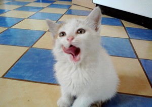 Клички для котят по окрасу