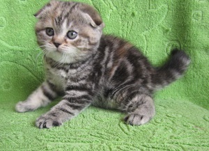 Как красиво назвать котенка