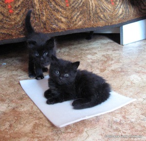 Как придумать кличку котенку