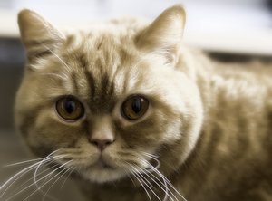 Идеи кличек для кота: мальчик или девочка