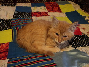 Как придумать котенка