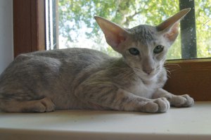 Петербургский сфинкс в квартире