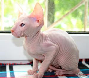 Сфинкс Ред - поинт котик