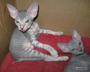  табби «флок»