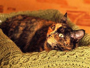 Продолжительность течки у кошек