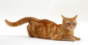 Течка у кошки: длительность и признаки