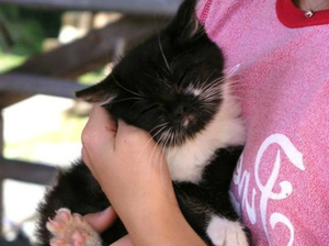 Мурлыкание котов