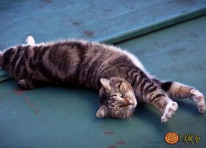 Почему коты мурлыкают 