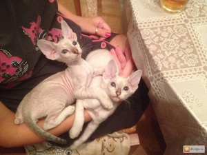Котята петербургского сфинкса требуют внимания