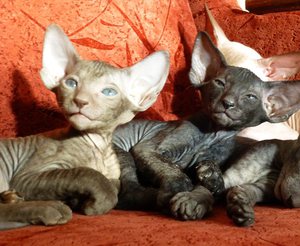 Петербургские сфинксы на диване