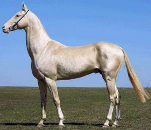 Как выглядит ахалтекинская порода