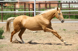 Ахалтекинская порода лошадей: описание, особенности и история