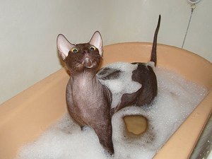 Петербургский сфинкс - купание