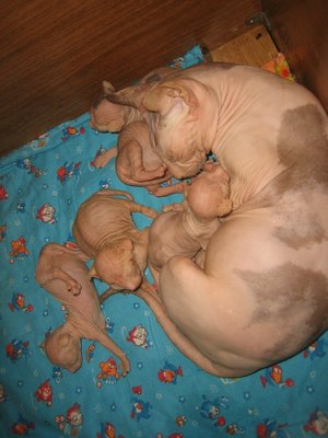  Петербургский сфинкс - кормящая кошка