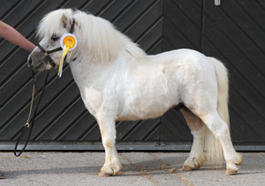 Как содержать пони