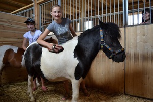 Шетлендский пони: уход, содержание и разведение в домашних условиях