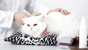 Уход за домашней кошкой: советы по здоровью и комфорту