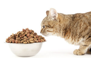 Чем кормить кошку