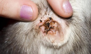 Лечение ушного клеща у кошек