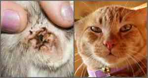 Ушной клещ у кошек: симптомы, диагностика и лечение