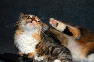 Какие есть средства против клещей