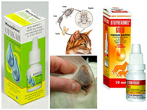 Какими методами лечить кошек от клещей