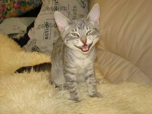 Котенок домашний