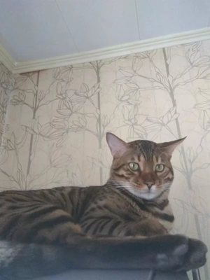 Поздняя кастрация кота