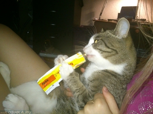 Слабительное для кошек